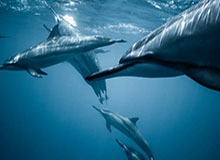 世界杯手机观看平台-好消息！申花被征召球员只是伤一个|上海申花|米内罗|鲁迪·盖伊|蒋圣龙|上海申花足球俱乐部_新浪体育_新浪新闻